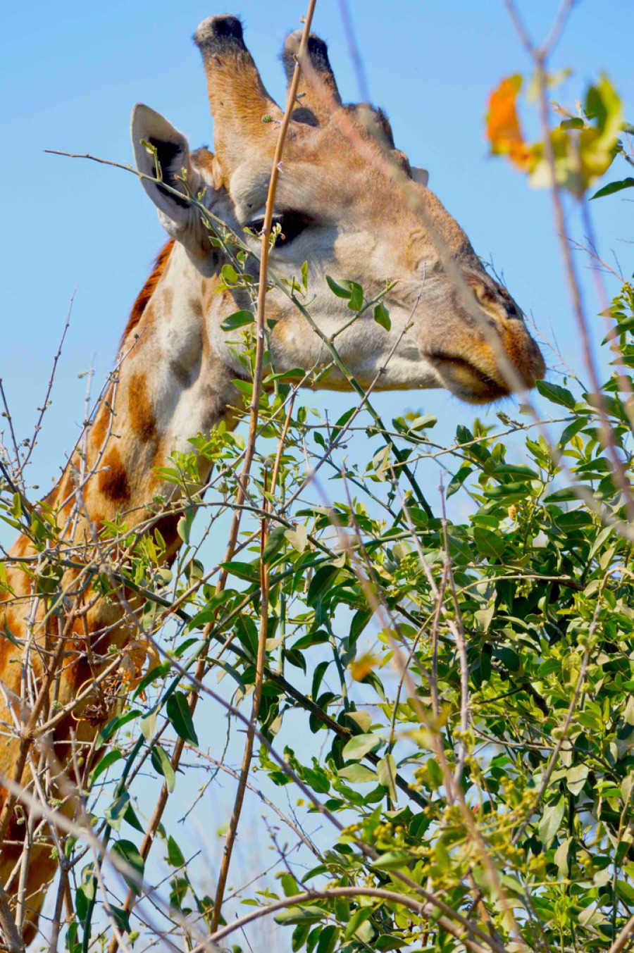 Giraffe im Chobe