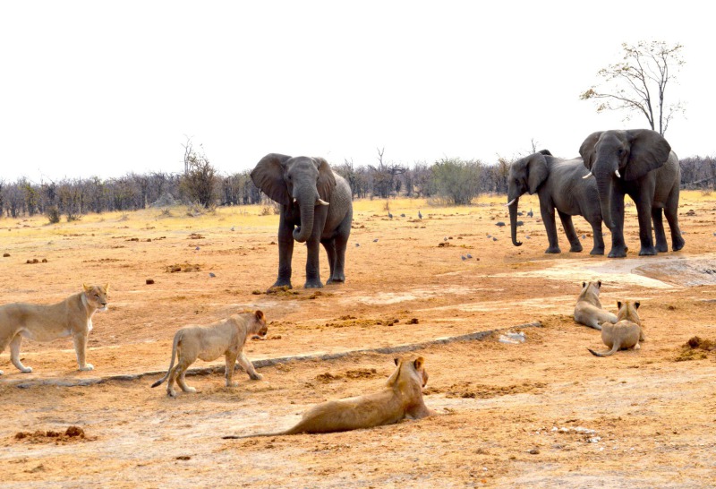 Löwen und Elefanten im Chobe