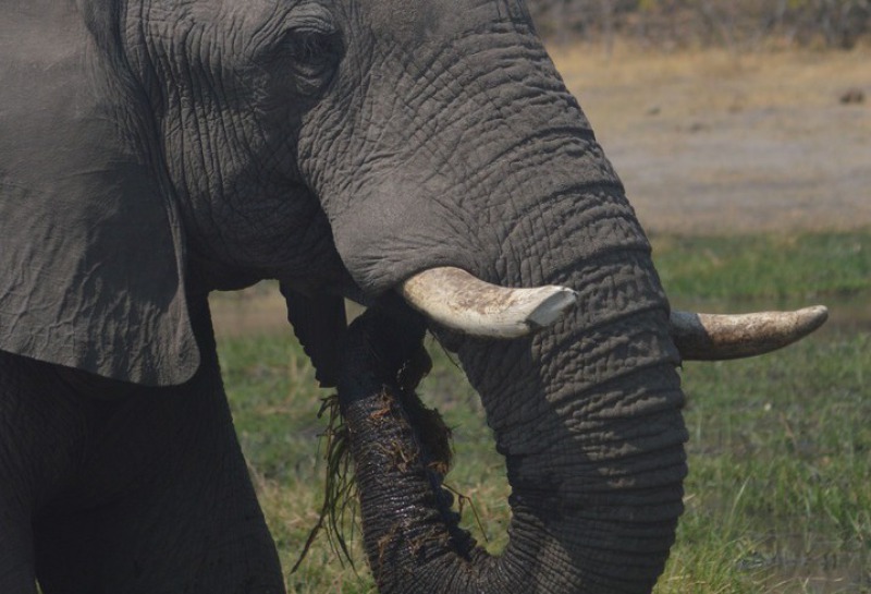 Elefant beim Fressen im Moremi