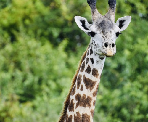 Das Nationaltier Tansanias die Giraffe