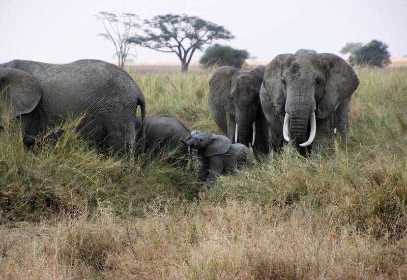 Elefanten in der Serengeti im Norden