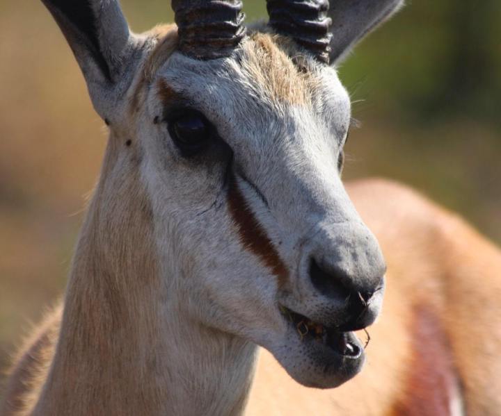 Eine männliche Gazelle im Tarangire