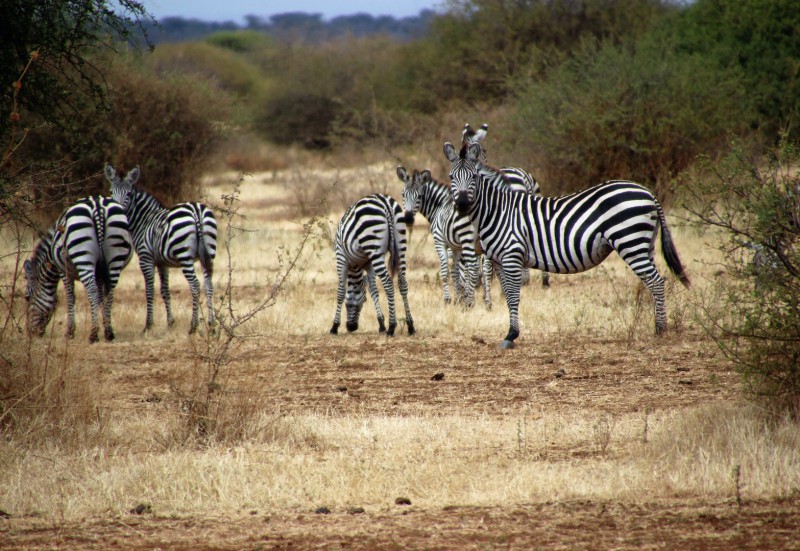 Zebras im Ruaha Nationalpark