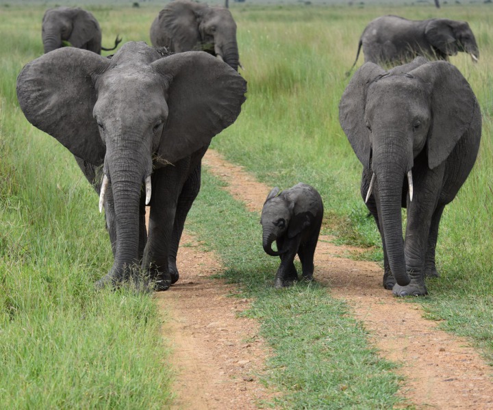 Elefanten im Arusha Nationalpark